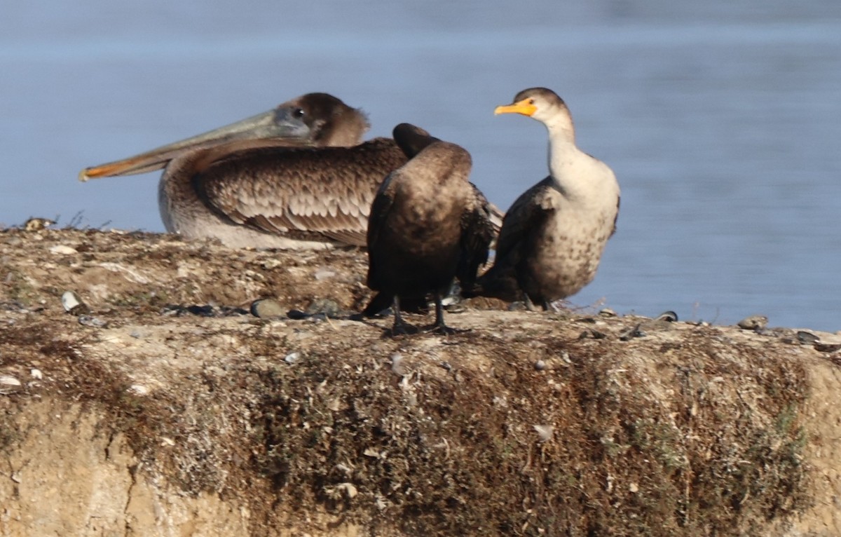 Ушастый баклан - ML646217289