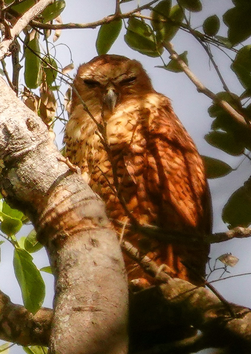 Pel's Fishing-Owl - ML646217294