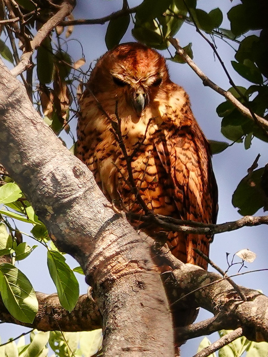 Pel's Fishing-Owl - ML646217295