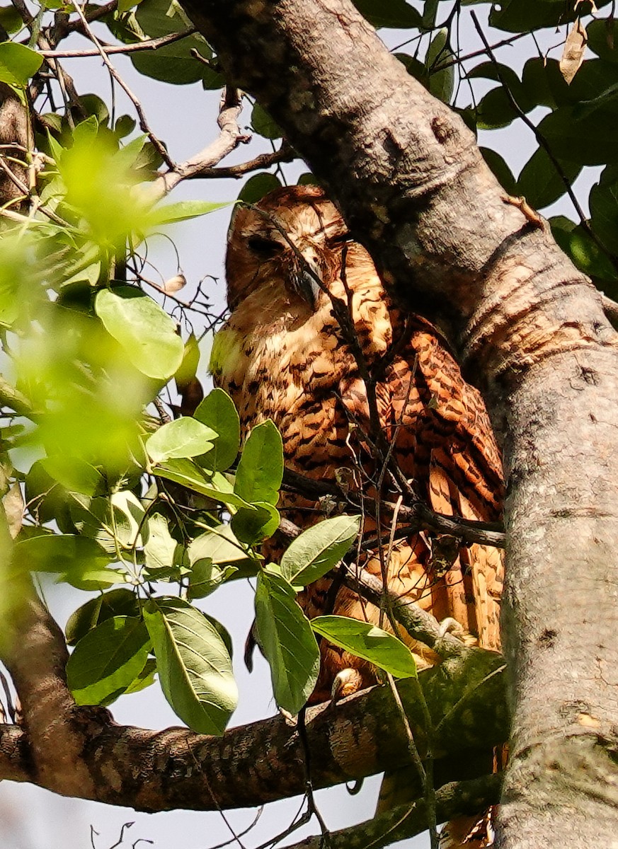 Pel's Fishing-Owl - ML646217296