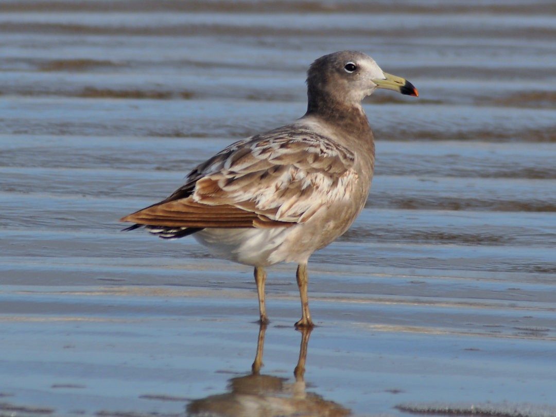 アルゼンチンカモメ - ML646217298