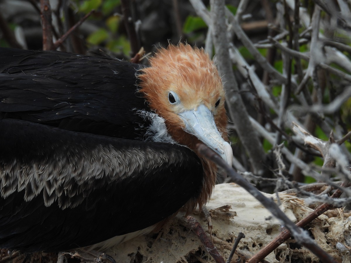 Great Frigatebird - ML646217301