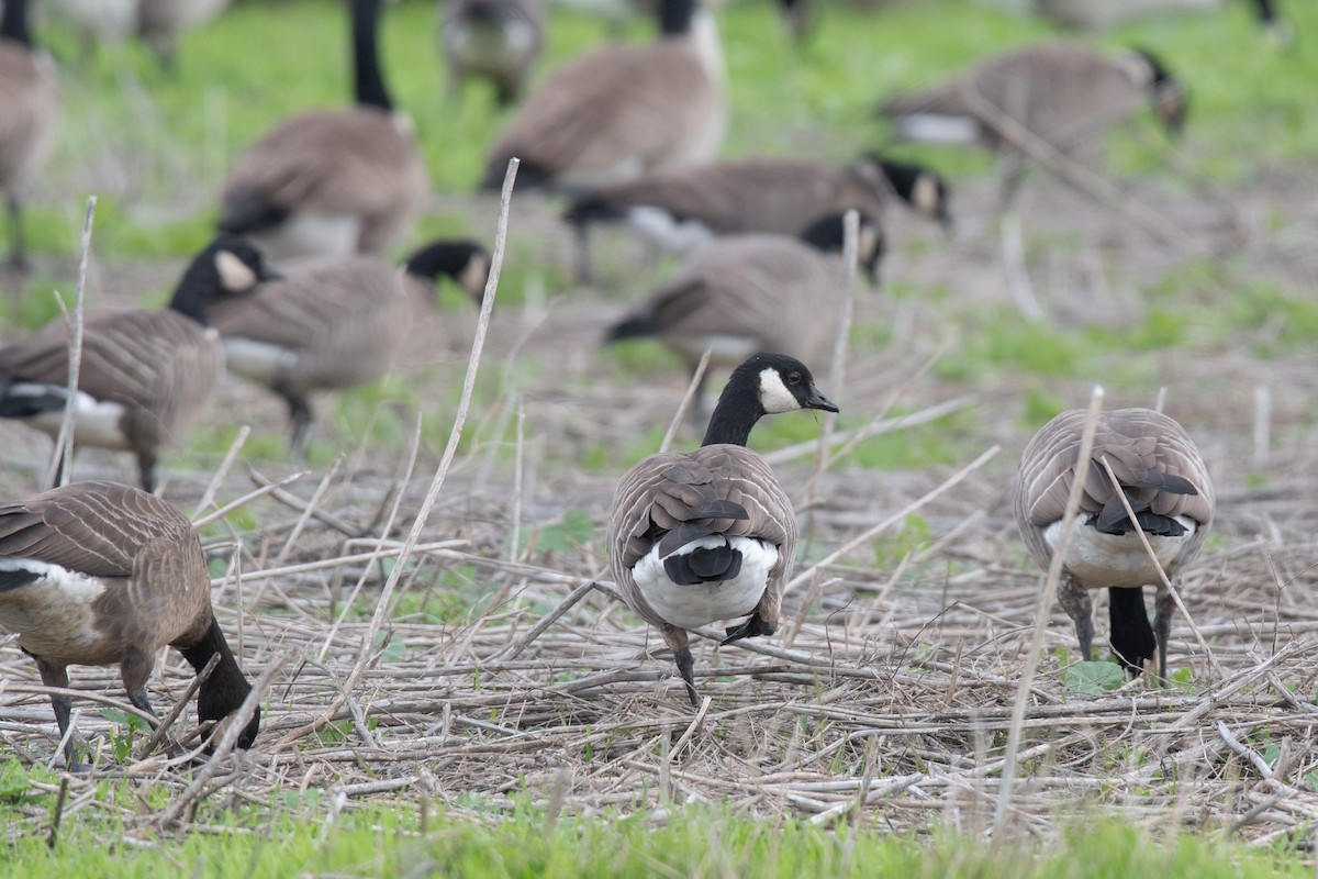 小加拿大雁 - ML646217305