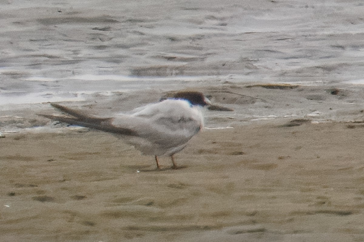 Common Tern - ML646217307