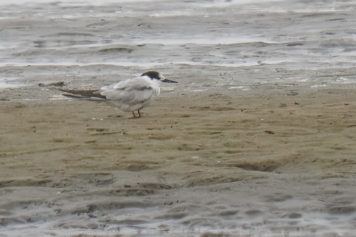 Common Tern - ML646217308