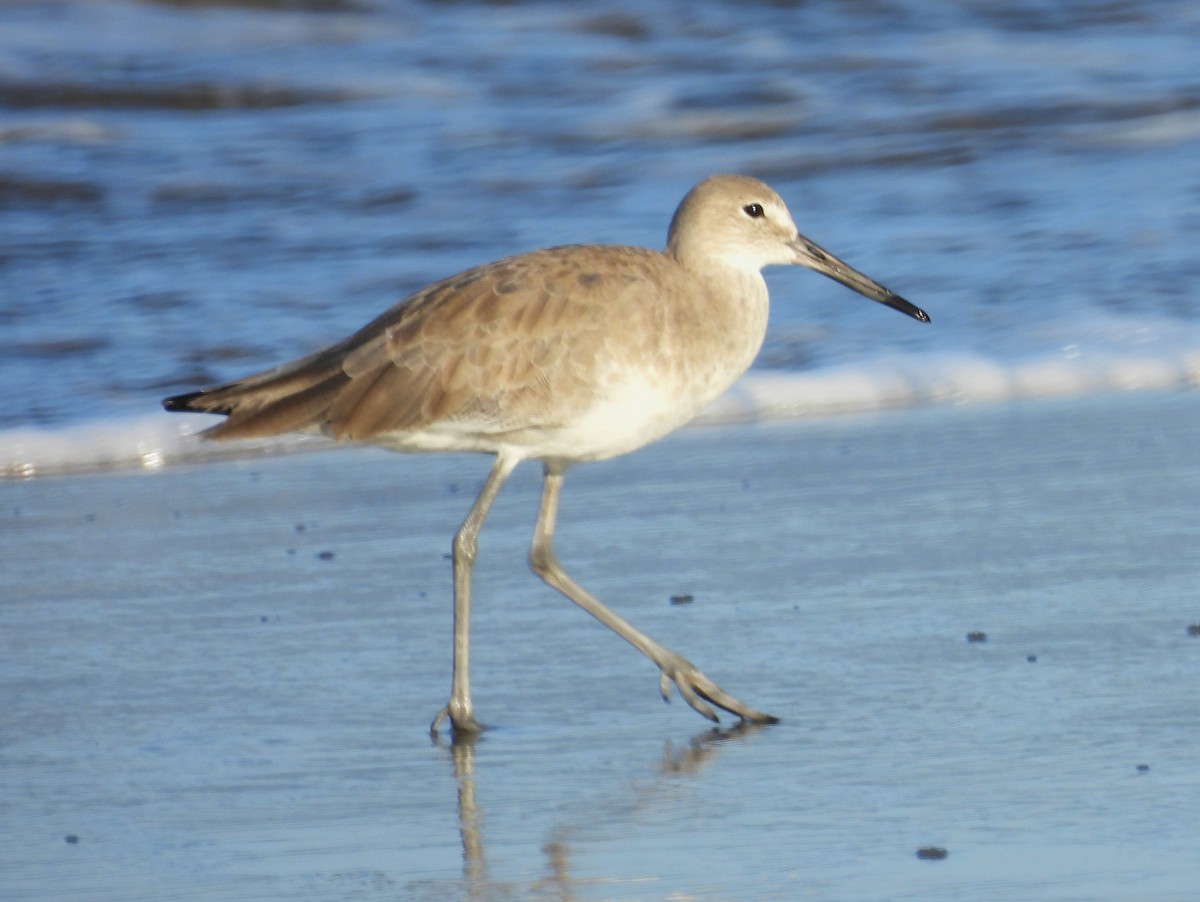 Willet - ML646217310