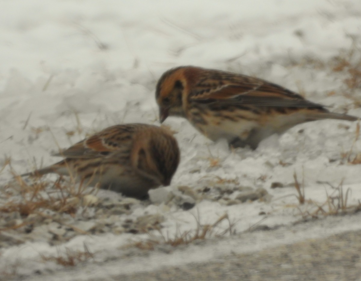 Lapland Longspur - ML646217326