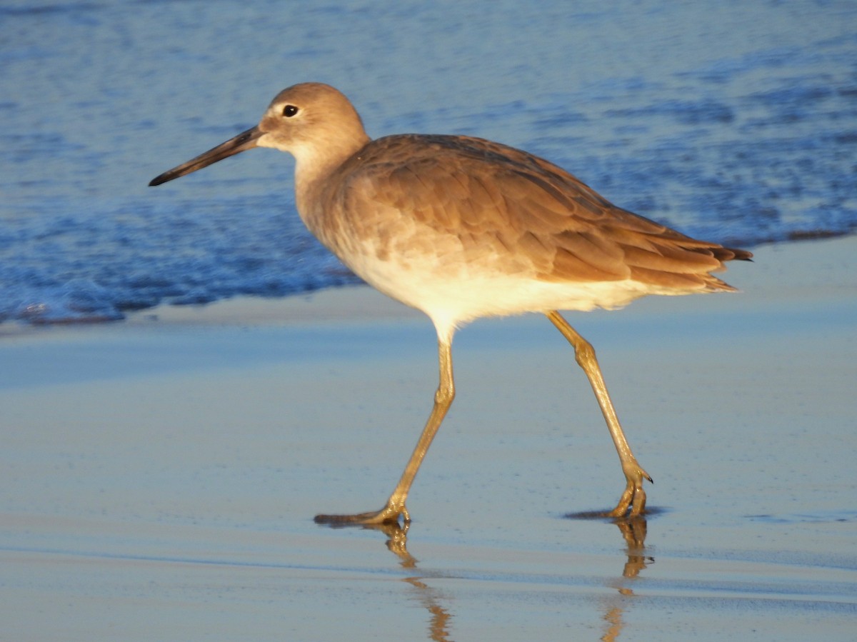 Willet - ML646217335
