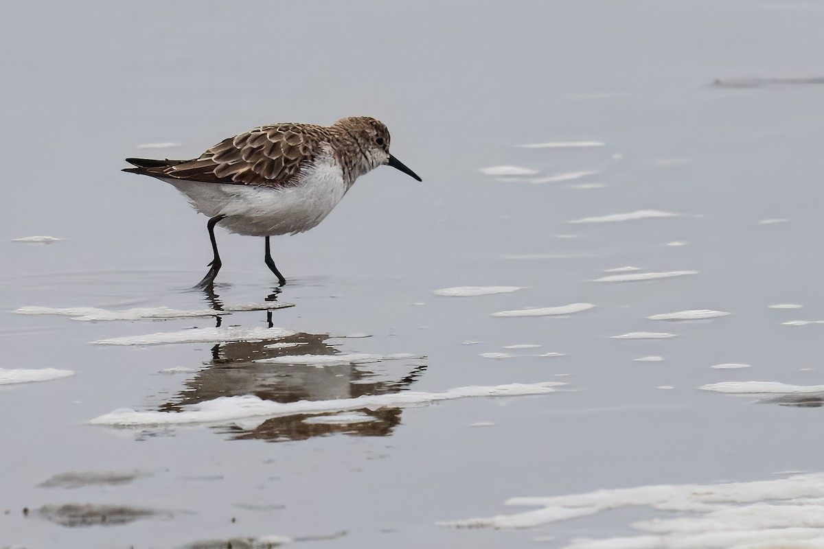 Little Stint - ML646217341