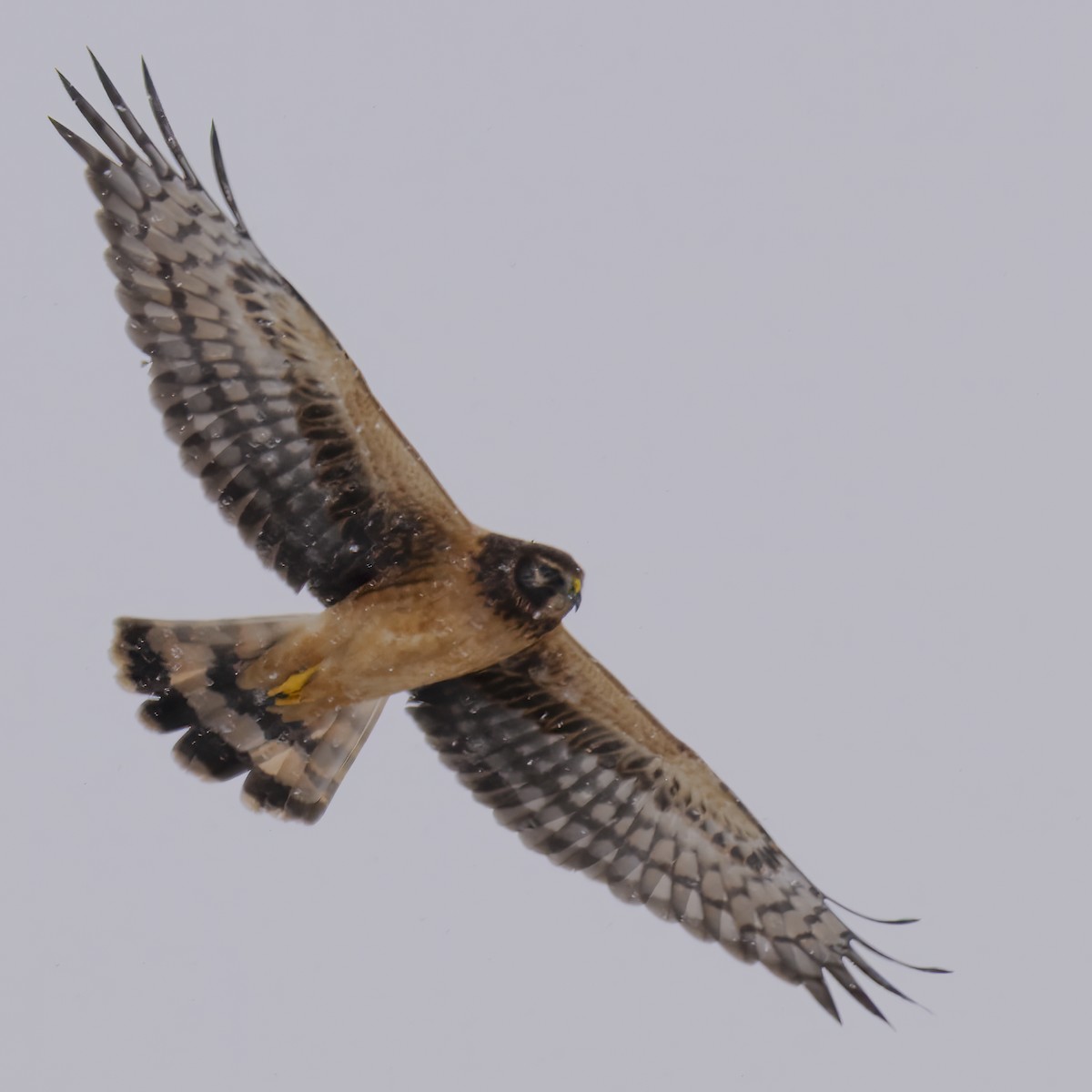 Northern Harrier - ML646217343