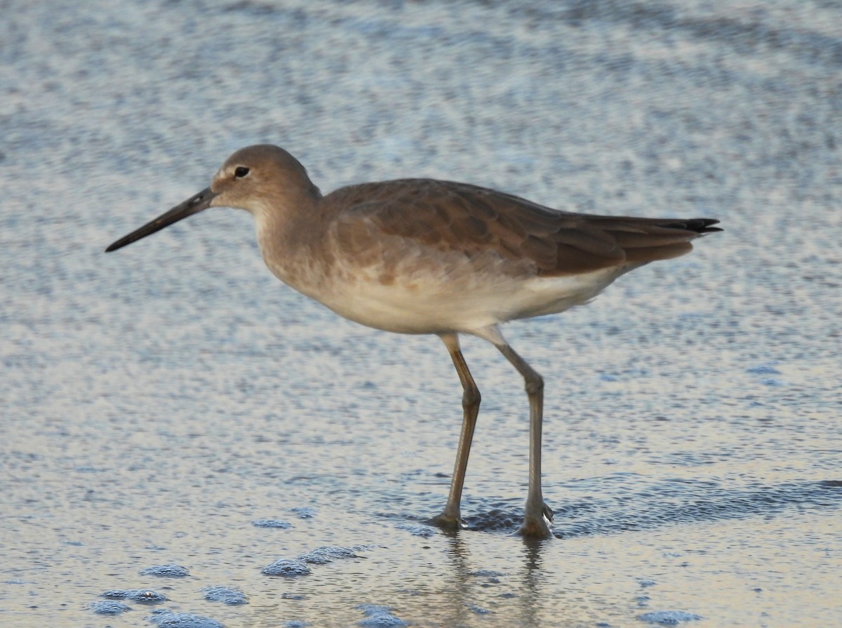 Willet - ML646217347
