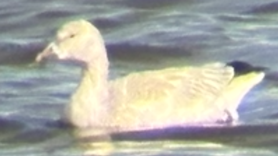 Ross's Goose - ML646217348