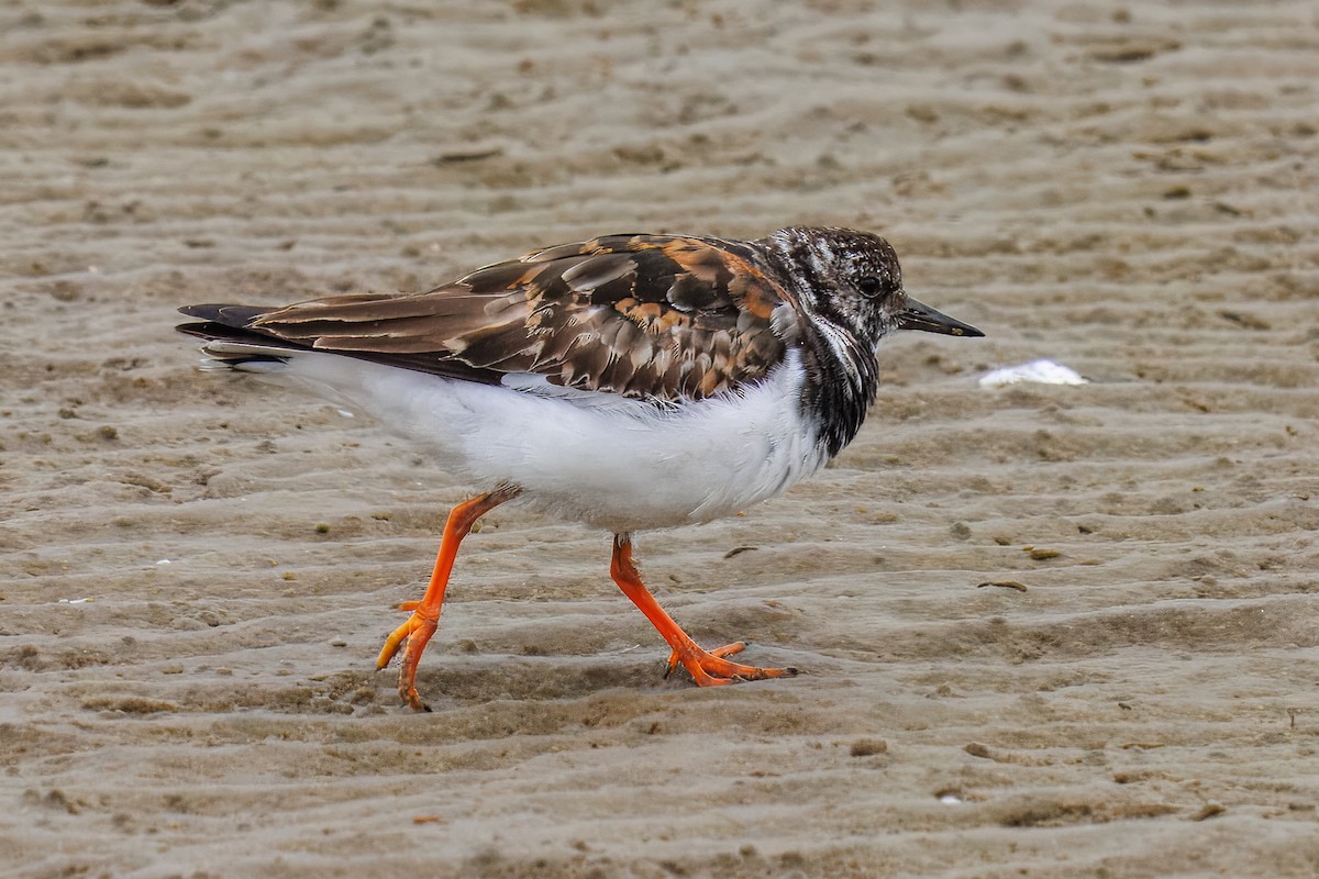 Vuelvepiedras Común - ML646217353