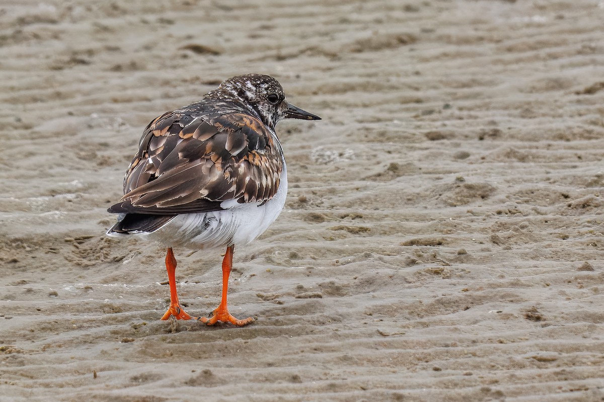 Vuelvepiedras Común - ML646217354
