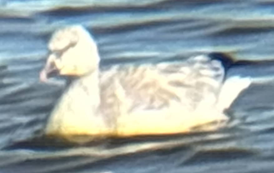 Ross's Goose - ML646217356