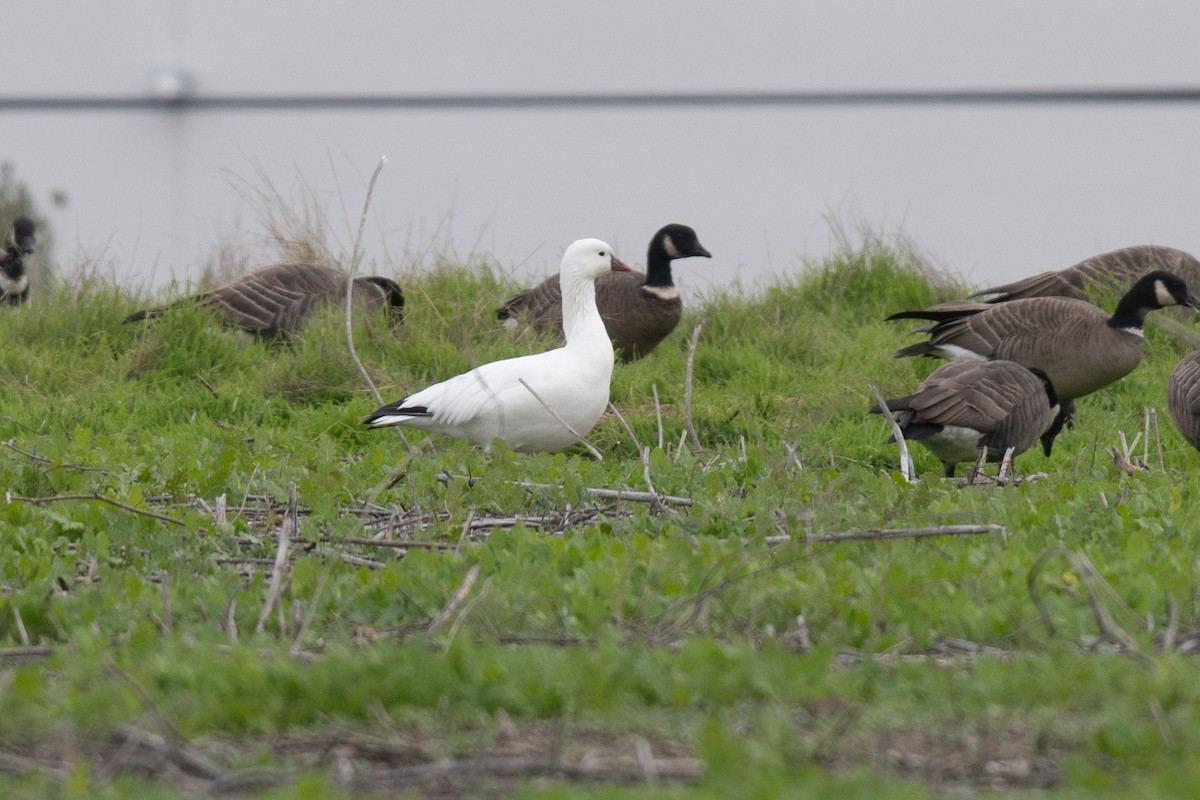 Zwergschneegans - ML646217358