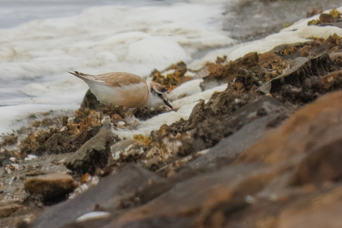 White-fronted Plover - ML646217363