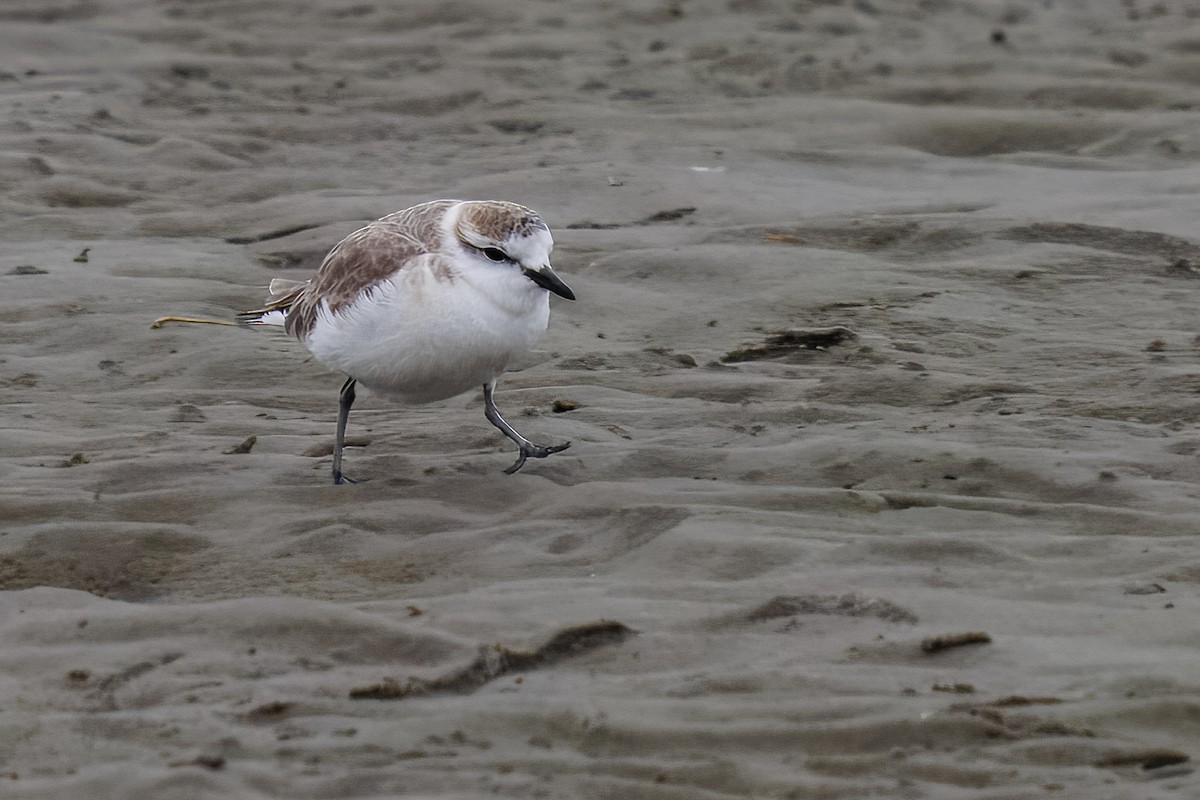 White-fronted Plover - ML646217364