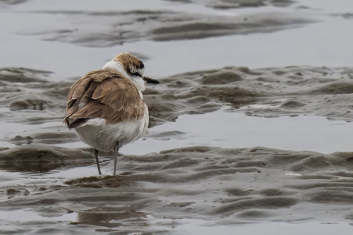 Chorlitejo Frentiblanco - ML646217365