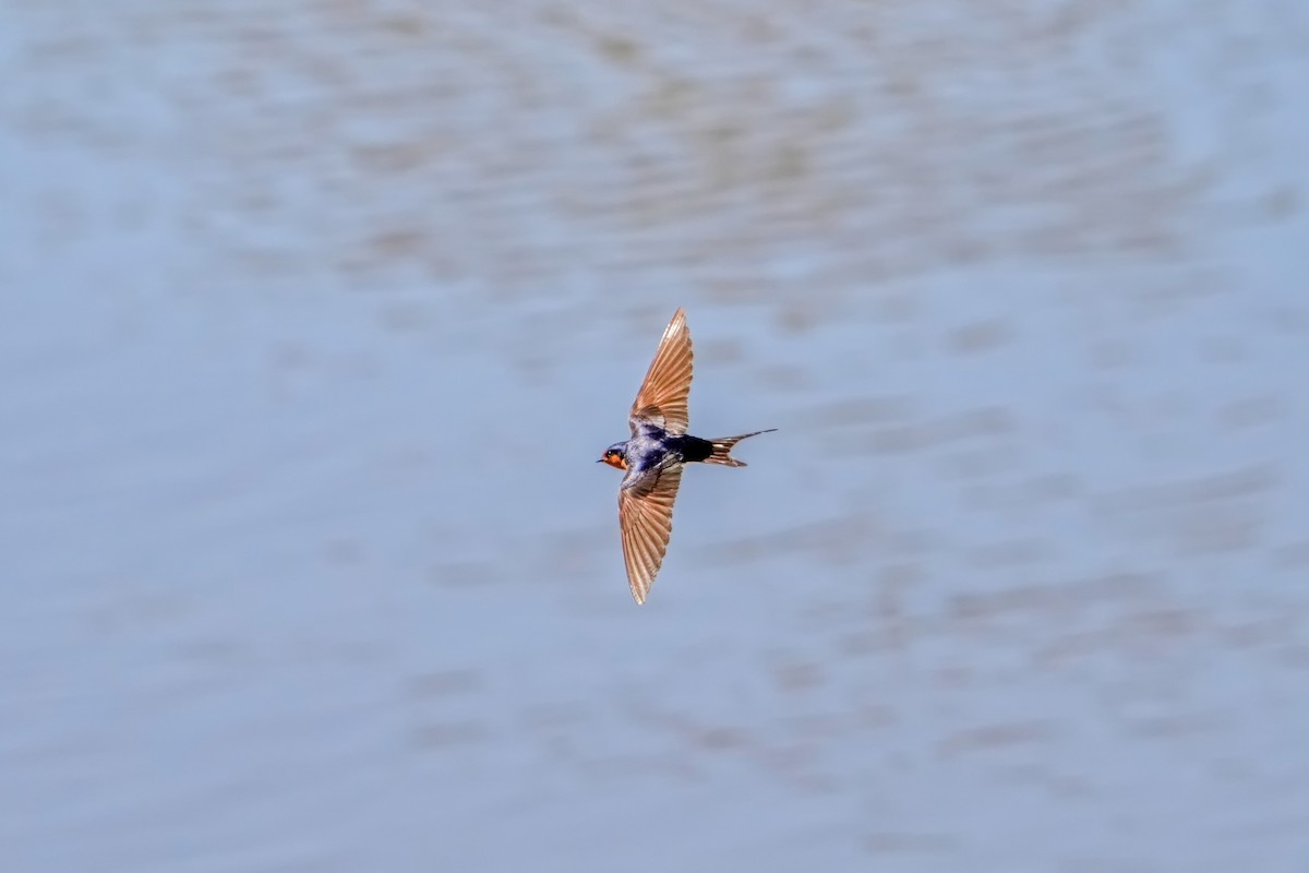 Welcome Swallow - ML646217366