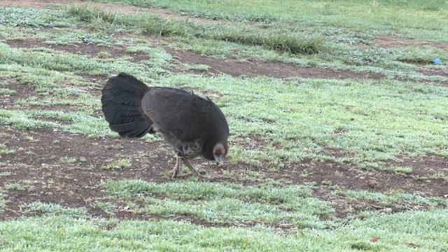 Hindi Megapodu - ML646217367