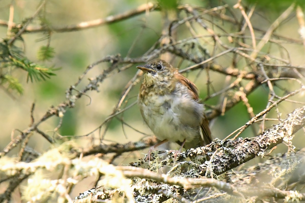 viriskogtrost - ML646217370