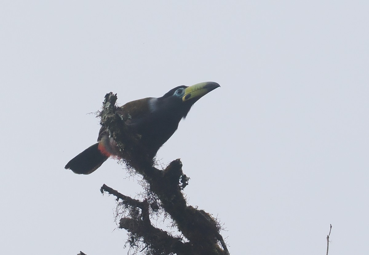 Hooded Mountain-Toucan - ML646217372