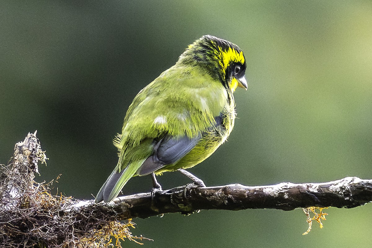 Gold-ringed Tanager - ML646217374