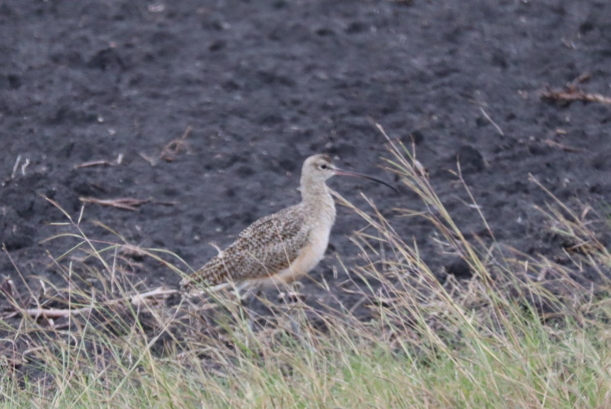 Кульон американський - ML646217375