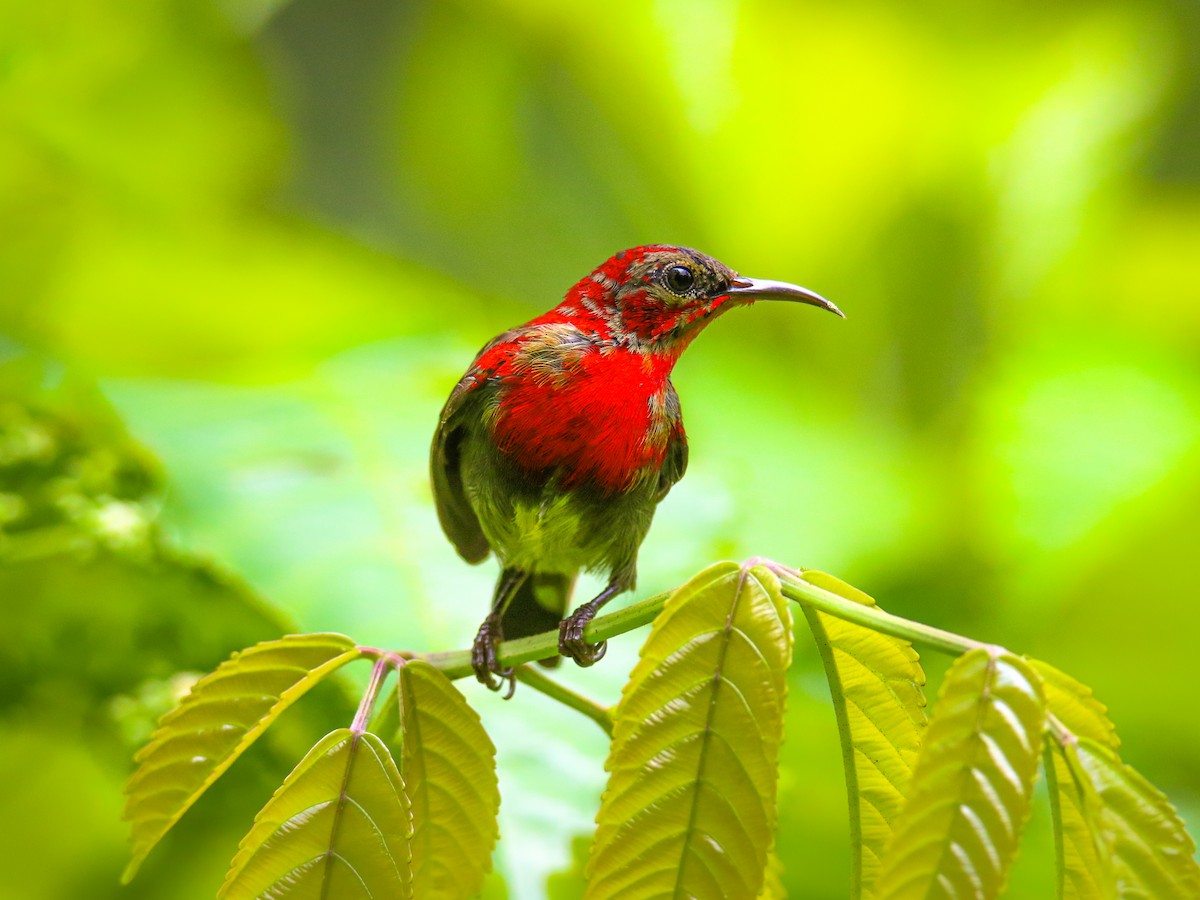 Suimanga Siparaja - ML646217377