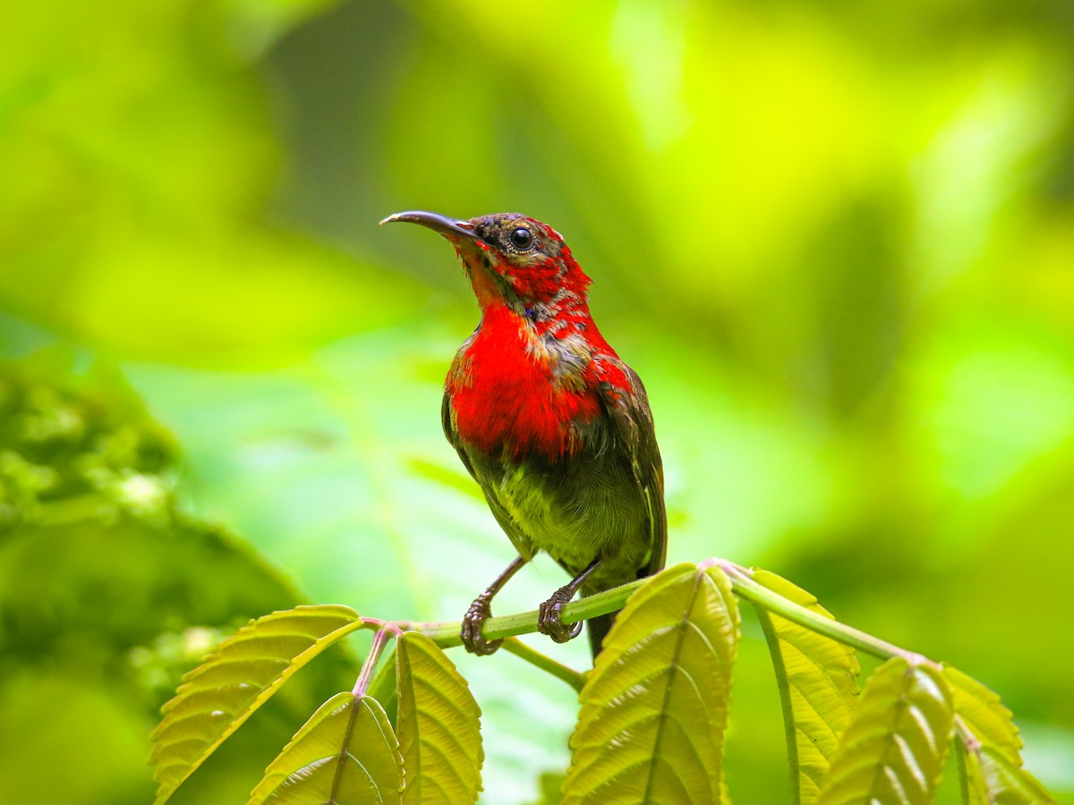 Suimanga Siparaja - ML646217378