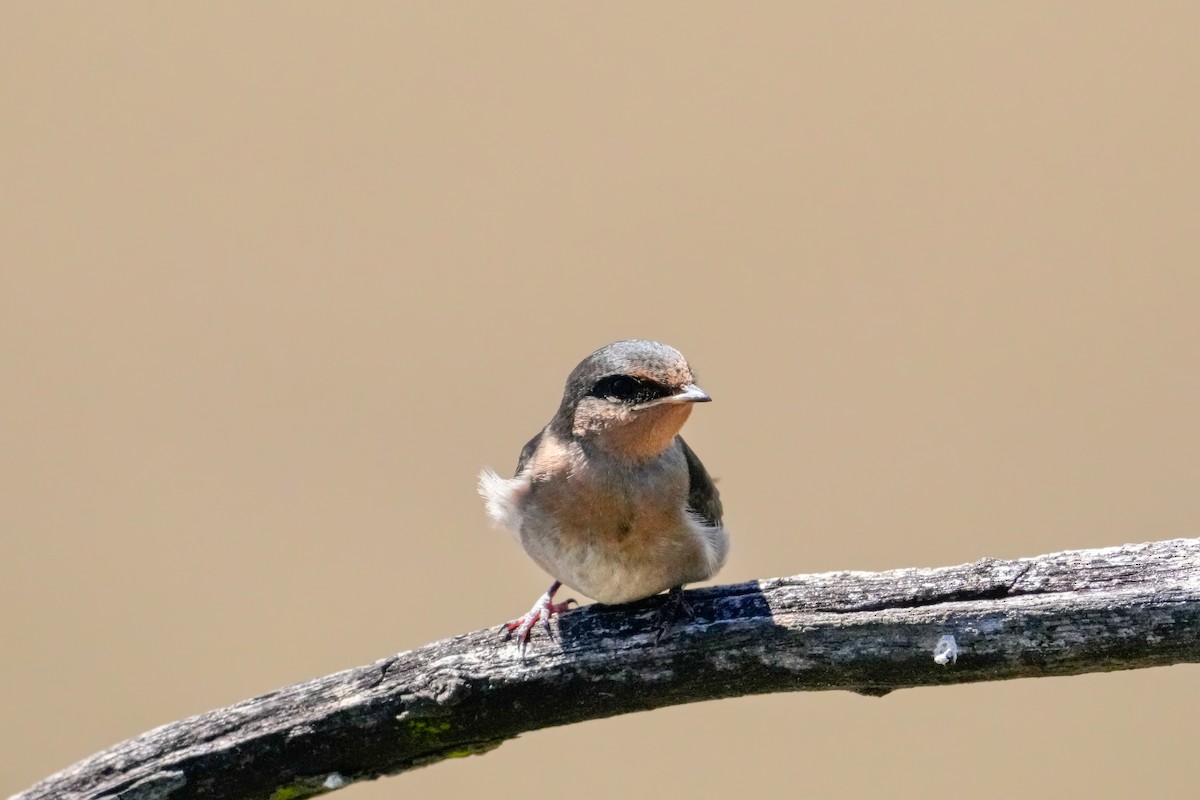 Welcome Swallow - ML646217380