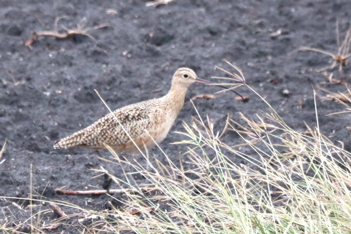 Кульон американський - ML646217386