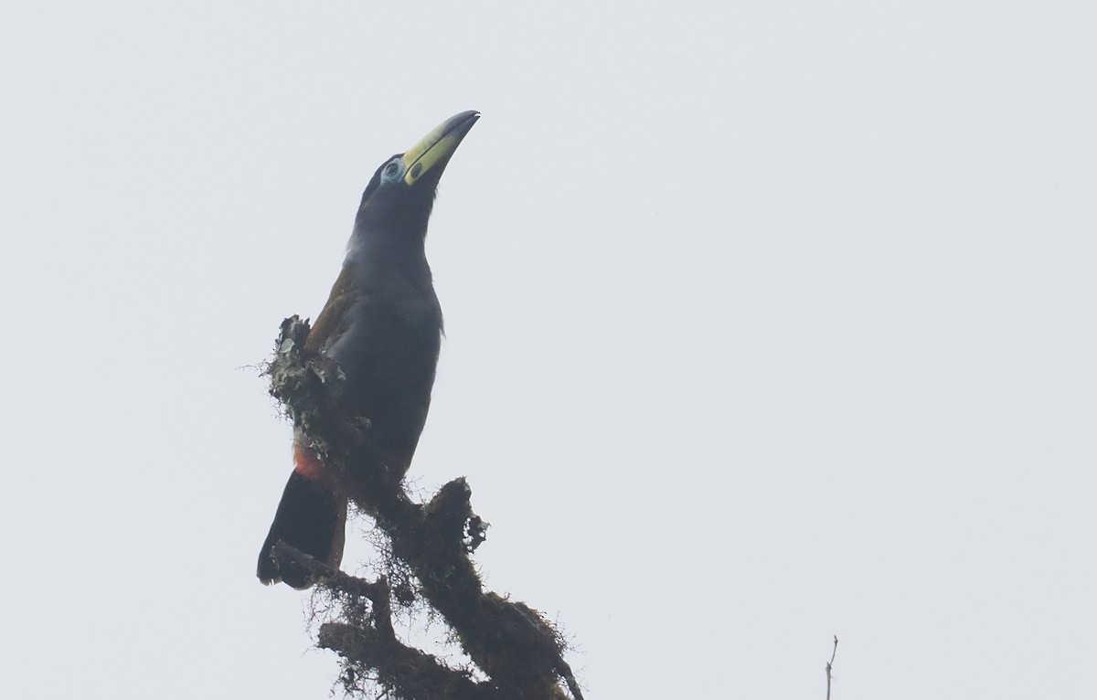 Hooded Mountain-Toucan - ML646217389