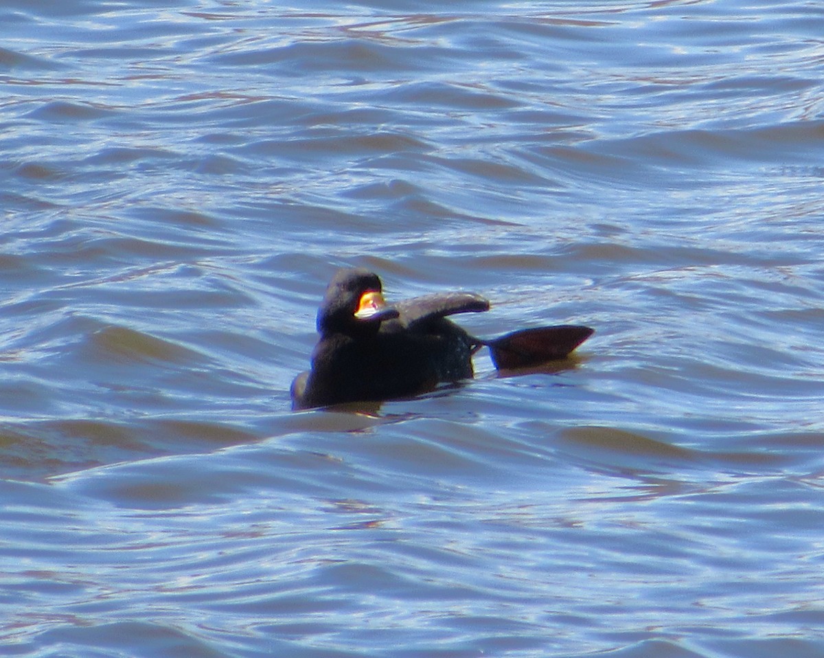 Black Scoter - ML646217392
