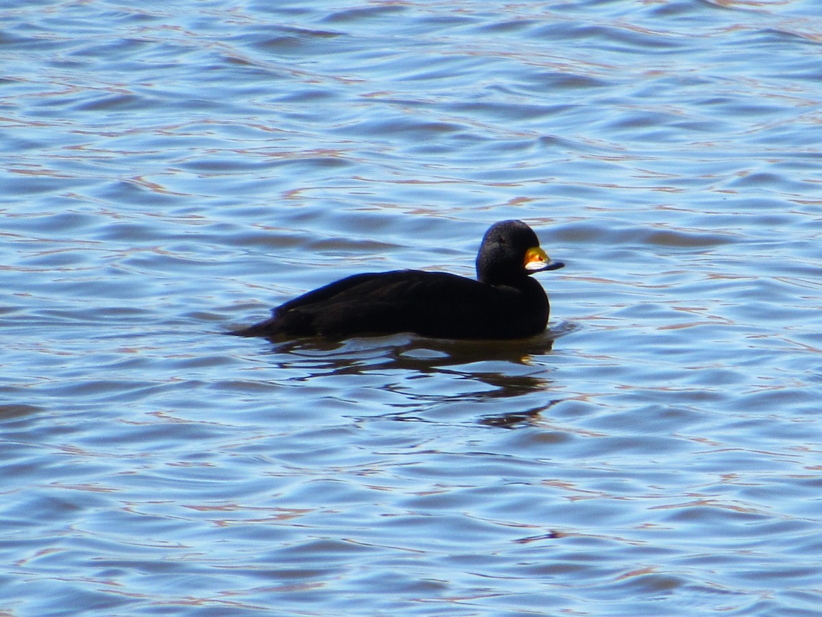 Black Scoter - ML646217400
