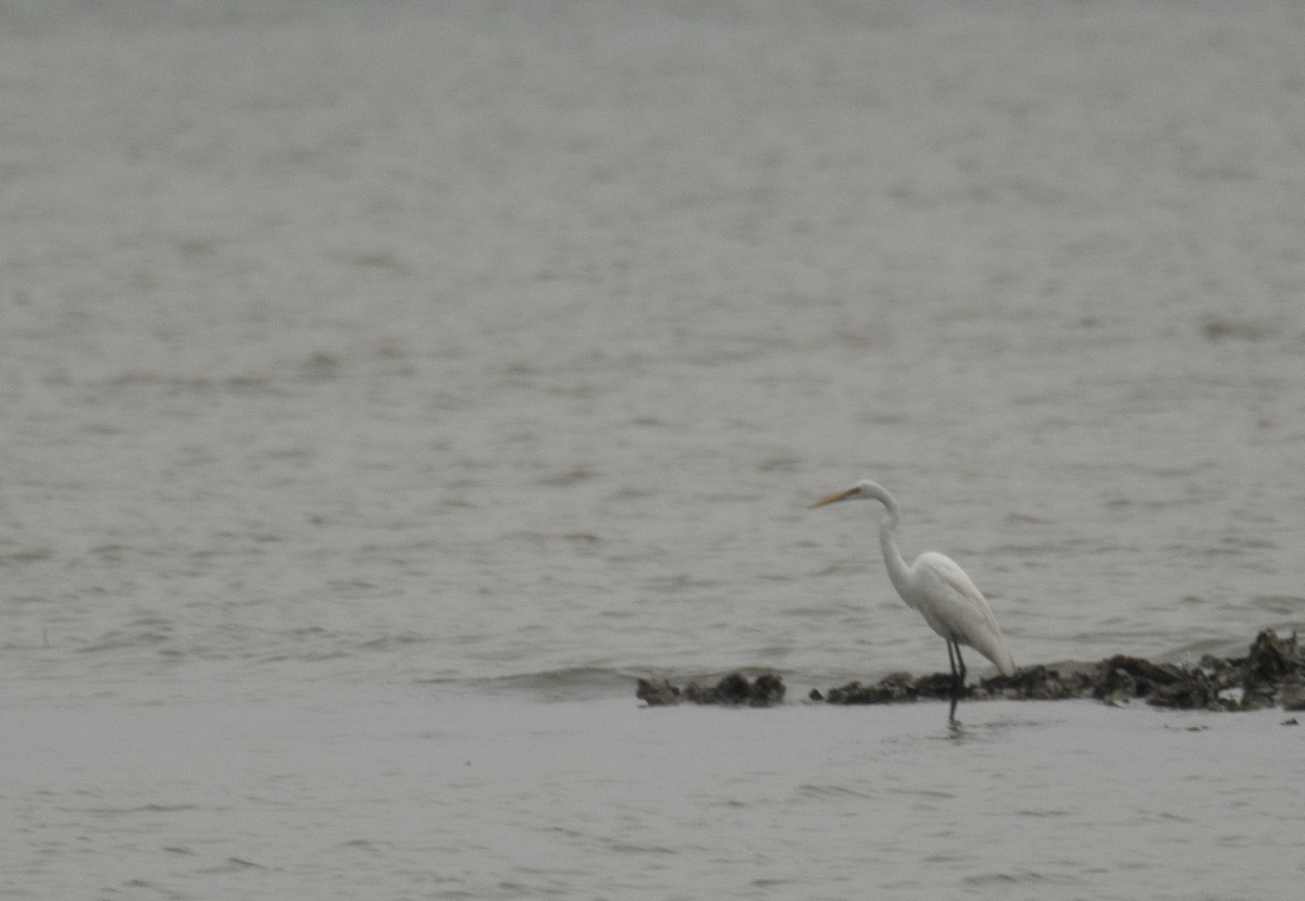 Koartza zuria - ML646217401