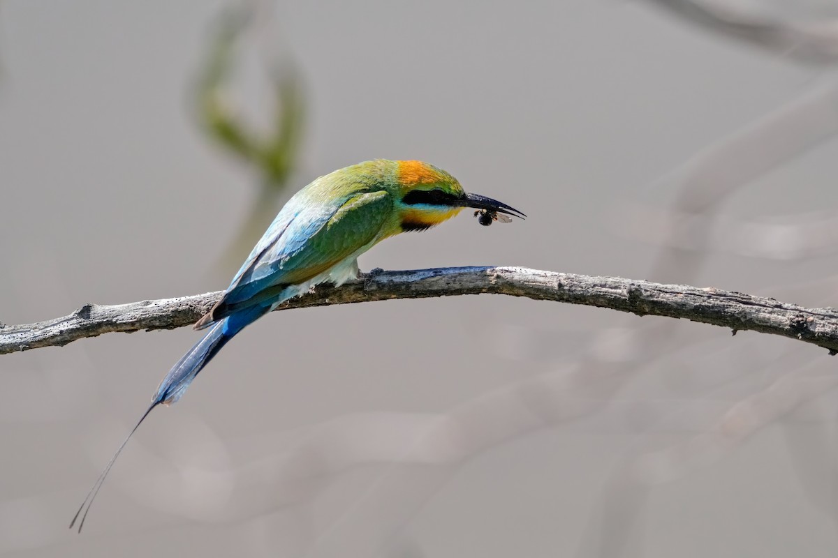 Rainbow Bee-eater - ML646217403