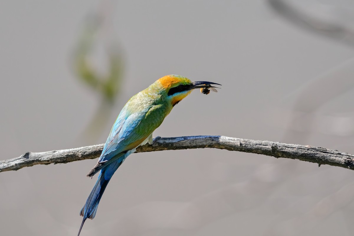 Rainbow Bee-eater - ML646217406