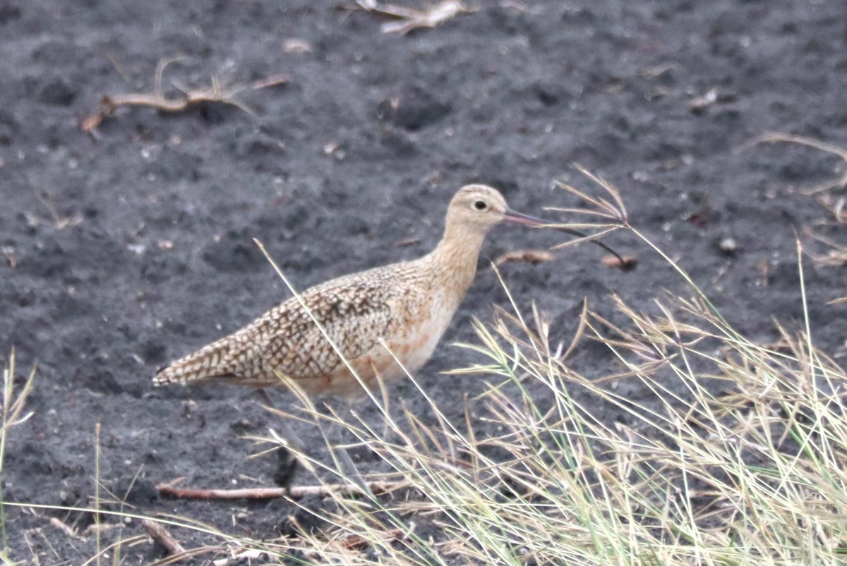 Кульон американський - ML646217408