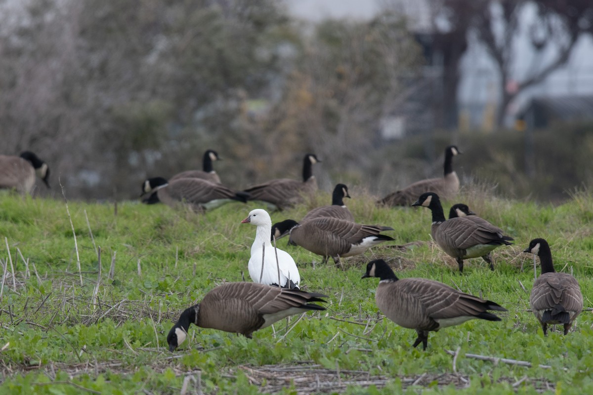 Zwergschneegans - ML646217409