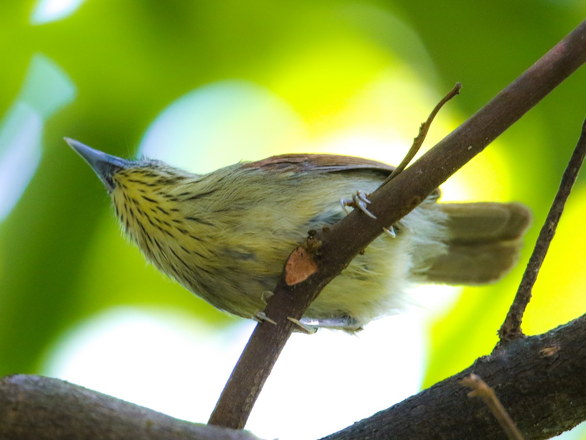 Timalie à gorge striée - ML646217412