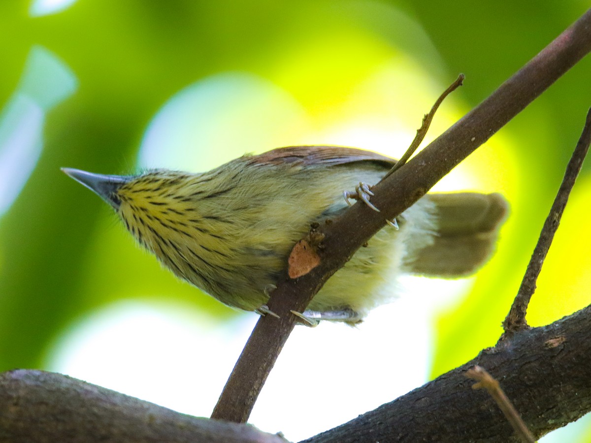 Timalie à gorge striée - ML646217413
