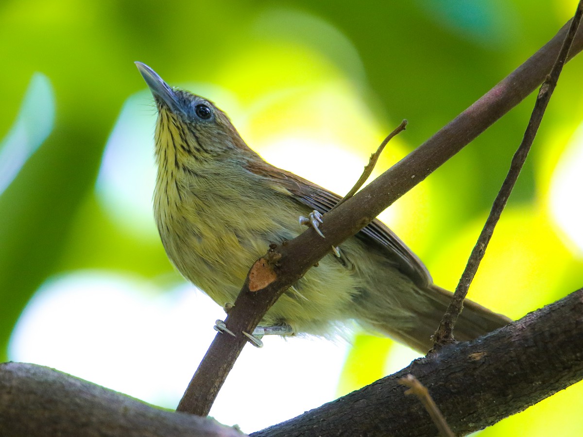 Timalie à gorge striée - ML646217415