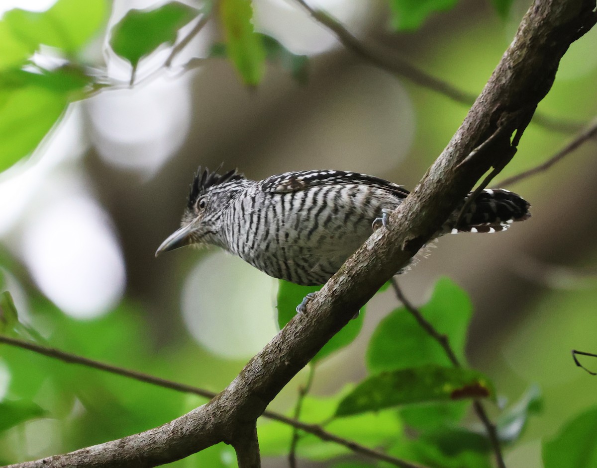 Barred Antshrike - ML646217432
