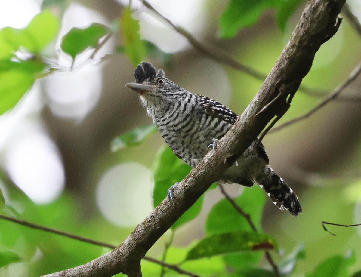 Barred Antshrike - ML646217433