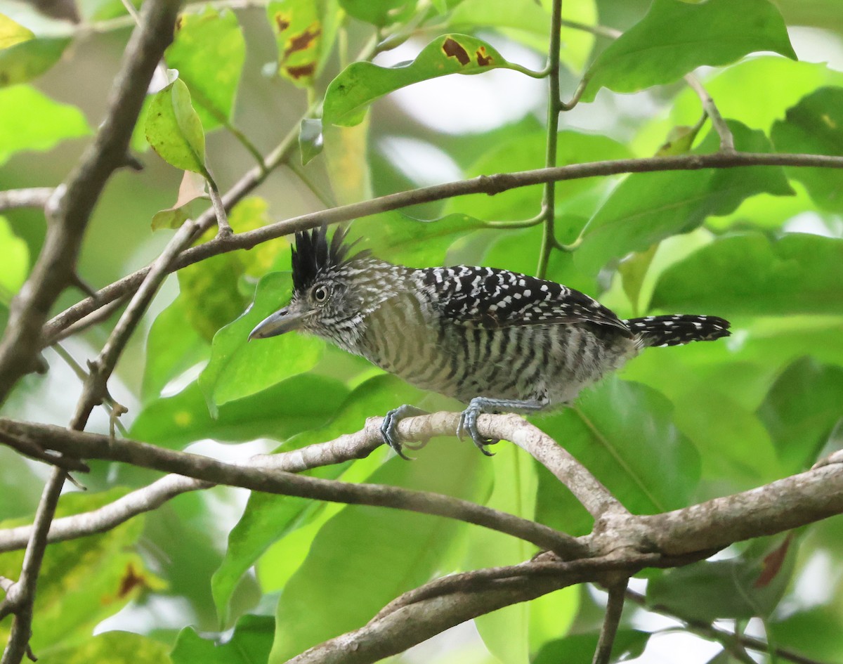 Barred Antshrike - ML646217434