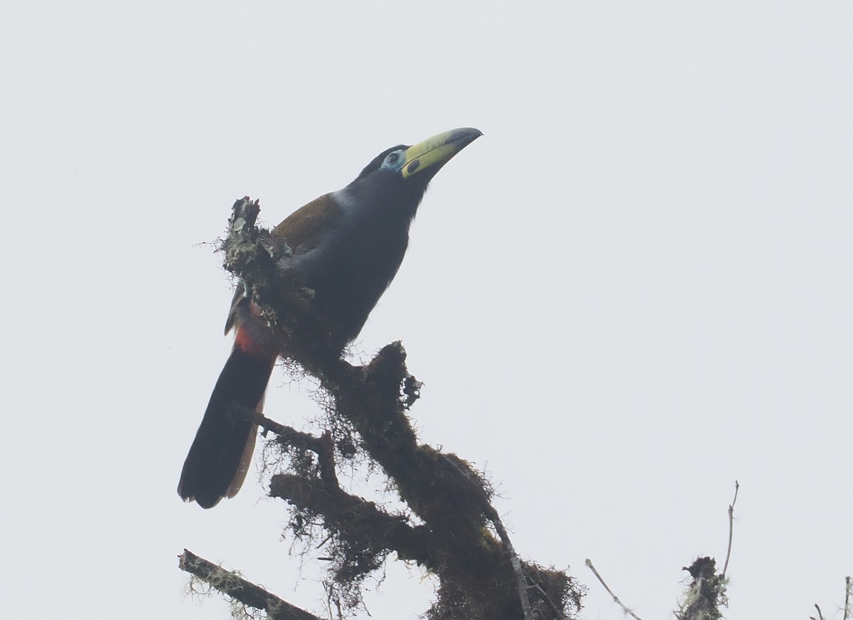 Hooded Mountain-Toucan - ML646217435