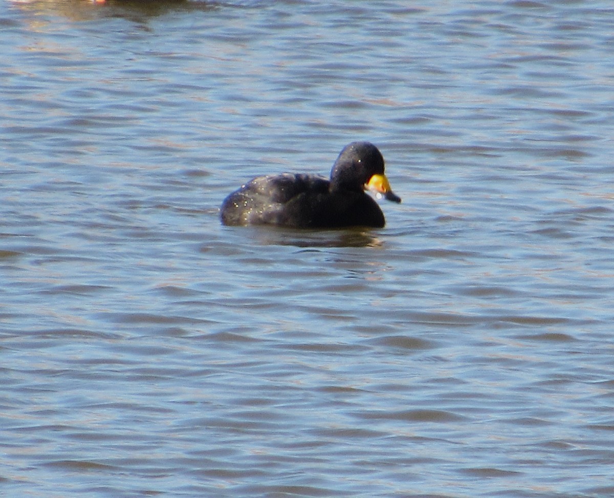 Black Scoter - ML646217438