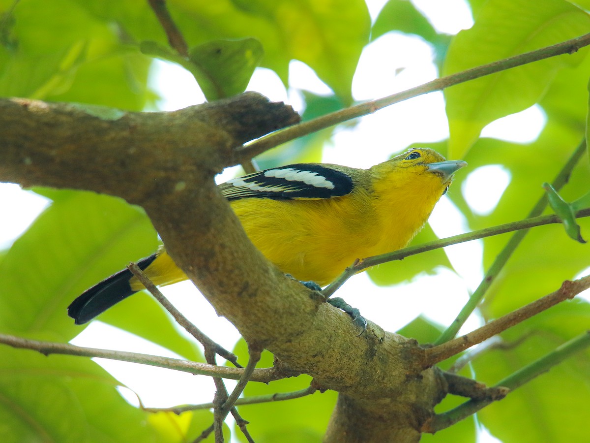 Common Iora - ML646217440